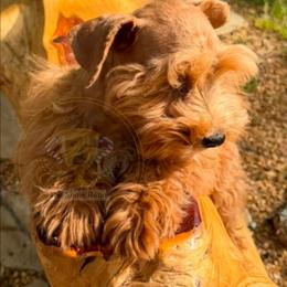 F60 - Wheaten male Miniature Schnauzer puppy in Big Point, Mississippi from Lorraine's Miniature Schnauzers