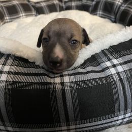 Italian Greyhound Puppies from Kentucky Greyhounds
