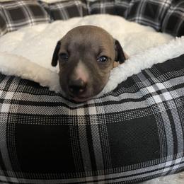 Italian Greyhound Puppies from Kentucky Greyhounds