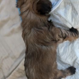 Yorkshire Terriers from Jenn's Yorkie Poo's