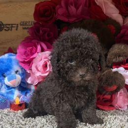 Pekingese and Poodle Puppies from Dogs lovers