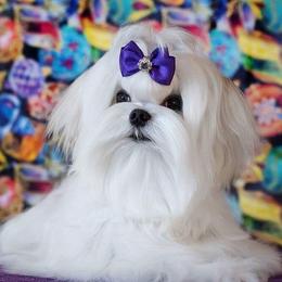 Mark - Maltese