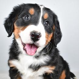Boy 5 - male Bernese Mountain Dog puppy in Millersburg, California from Smith Farms and Kennels