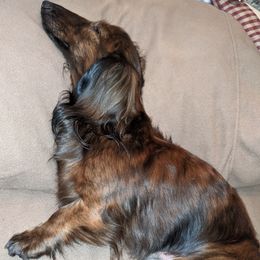 Dachshunds from Patricia Henry