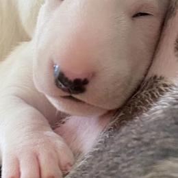 Bull Terrier Puppies from Action Bull Terriers