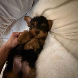 Boy 1 - Black and tan male Yorkshire Terrier puppy in Chino Hills, California from Chino Hills Yorkies