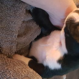 Boston Terrier Puppies from Lil Wiggles Boston Terriers