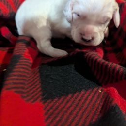 Female 2 - Orange belton female English Setter puppy in Holly, Michigan from Roos Farms English Setters