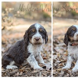 Lily - Tri-Roan female English Springer Spaniel puppy in Westminster, South Carolina from Hidden Valley Springers