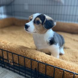 Pembroke Welsh Corgi Puppies from 777 Corgis