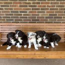 Border Collie Puppies from SoCal/Promise Land Border Collies