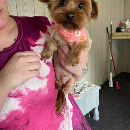 Juliet - Yorkshire Terrier