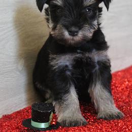 Teeny - Black and silver female Miniature Schnauzer puppy in Richardton, North Dakota from Crooked Tree Ranch