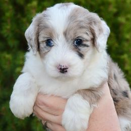 Dakota (orange collar) - Blue merle and white female Sheepadoodle puppy in Mouth Of Wilson, Virginia from HoneyBunn Doodle Co.