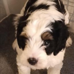 Peep - Tri-color male Cavapoo puppy in East Providence, Rhode Island from Marta's Cavaliers