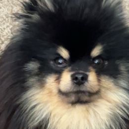 Bowser - Pomeranian