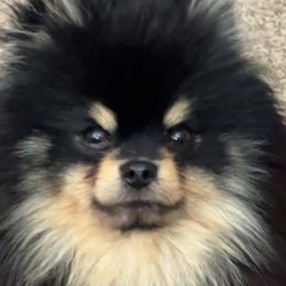 Bowser - Pomeranian
