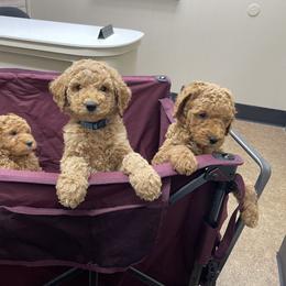 Goldendoodle and Poodle Puppies from Ransone’s Ridge Runners Poodles and Doodles