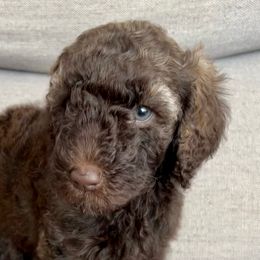 Dark Pink Puppy - Chocolate Labradoodle puppy in Kingman, Arizona from The Dood Ranch