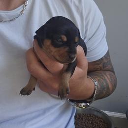 Girl 3 - Black and rust female Miniature Pinscher puppy in Blossvale, New York from CNY Miniature Pinschers