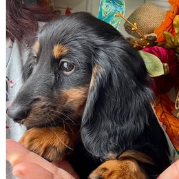 Girl 1 - Dachshund puppy from Sarou's Miniature Dachshunds