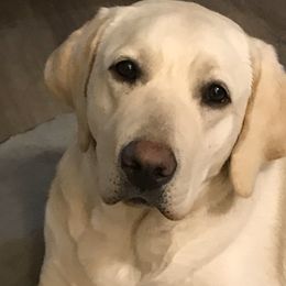 Trixie - Labrador Retriever