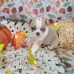 Reserved boy - Blue male Boston Terrier puppy in Wilson, North Carolina from Chrysco Boston Terriers
