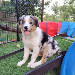 Boy 2 Forest - Blue merle male Border Collie puppy in Morgan, Texas from Shooting Star Ranch