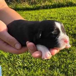 Gunner - Black & white male Miniature Australian Shepherd puppy in Mount Carmel, Tennessee from Hill Top Mini Aussies