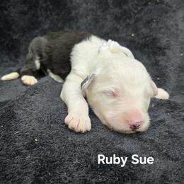 Ruby Sue - Gray and white female Old English Sheepdog puppy in Sutherlin, Oregon from Sapphire Eyes Sheepdogs