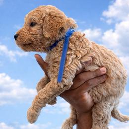 Jo Jo - Apricot male Goldendoodle puppy in Houston, Texas from Were The Mack'Doodles