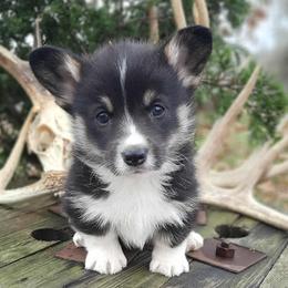 Pembroke Welsh Corgis from Pistol Creek Corgi's