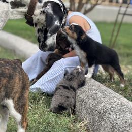 Toy Australian Shepherd Puppies from Carlsbad Toy Aussies