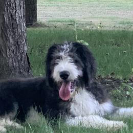 Bernedoodles and Sheepadoodles from Fur-ever Doodles