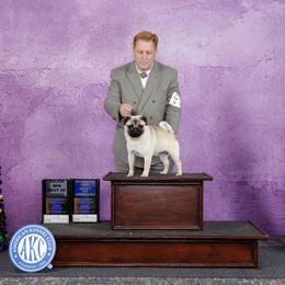 Charlie - Pug