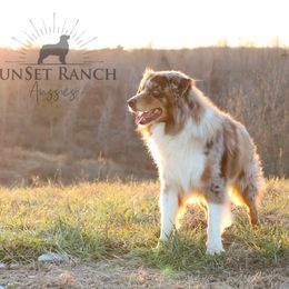 Ben - Australian Shepherd