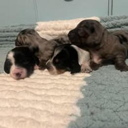 Dachshund Puppies from Ashton’s Doxies of Southern IL