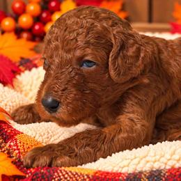 Girl 2 - Red  female Poodle puppy in Mc Henry, Illinois from Sunset Maple Poodles