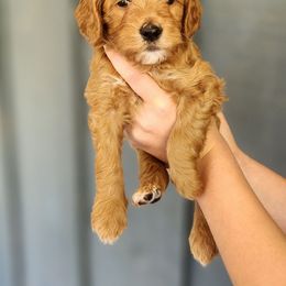 Pink - Red  female Goldendoodle puppy in Prattville, Alabama from Jericho Junction Doodles and Poodles