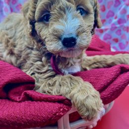 Poodle Puppies from Debi Griego