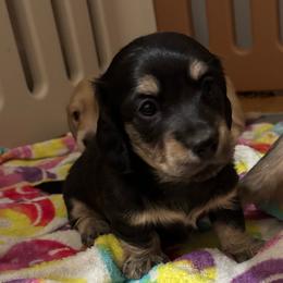 Rambo - Black and cream male Dachshund puppy in New Smyrna Beach, Florida from J & L Mini D’s