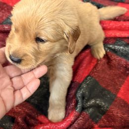 Comet - Dark golden male Golden Retriever puppy in Seville, Ohio from Retriever Ranch