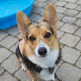 Bristol - Pembroke Welsh Corgi