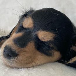 Dachshund Puppies from Willow River Dachshunds