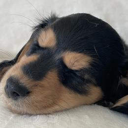 Dachshund Puppies from Willow River Dachshunds