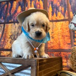 Boy 2 (Nikon) (brown collar) - Light golden male Golden Retriever puppy in Hubbard, Ohio from Whickering Pines Golden Retrievers