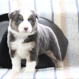 Ruby - Dilute blue female Australian Shepherd puppy in Quapaw, Oklahoma from Rocky Hill Aussies