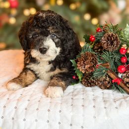 Sally - White and black female Bordoodle puppy in Tillamook, Oregon from Oregon Bordoodles