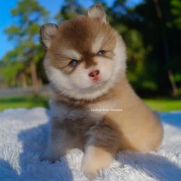 Khalen - Red and white male Pomsky puppy in Loxahatchee, Florida from Cardinal Point Pomskies