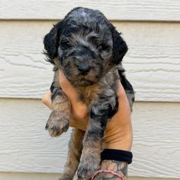 Bieber - Blue merle male Bernedoodle puppy in Horseshoe Bend, Idaho from Over the Moon Poodles and Doodles